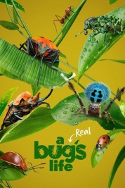 Watch free A Real Bug's Life HD online